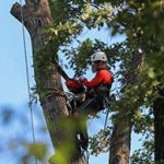 Tree Service