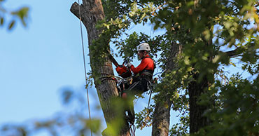 Tree Service