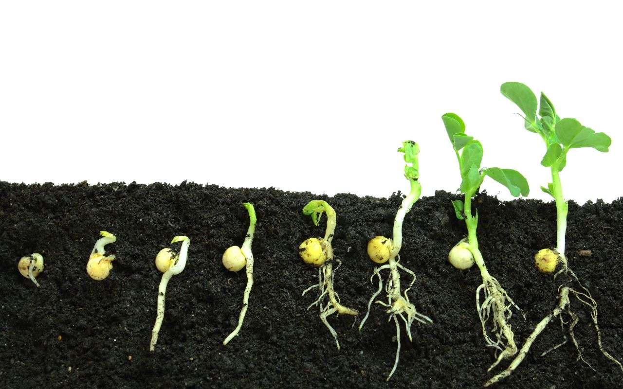 Grass seed germination stages and care tips