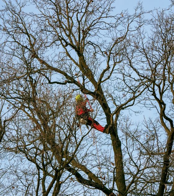 Tree Services in Avery County, NC 3