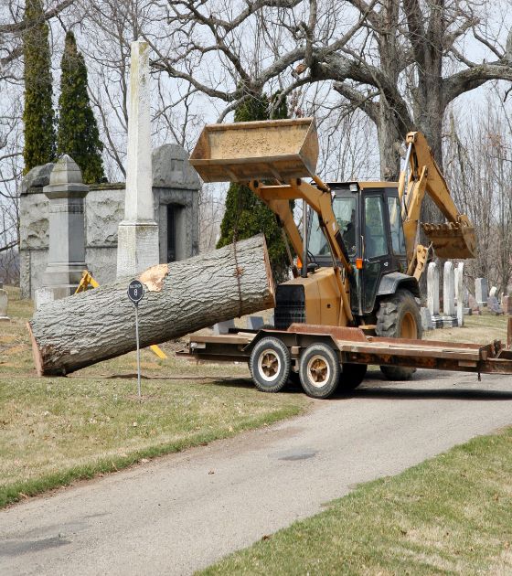 Tree Services in Yancey County, NC 1