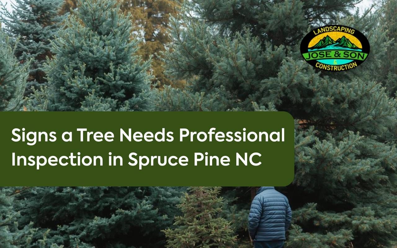 Arborist performing tree inspection Spruce Pine NC on a leaning oak