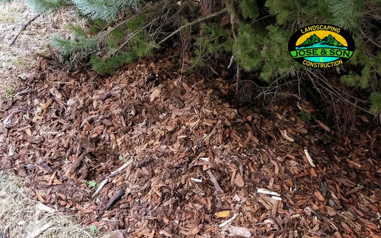 Mulch ring around a tree showing Winter Tree Care in Spruce Pine, NC best practices