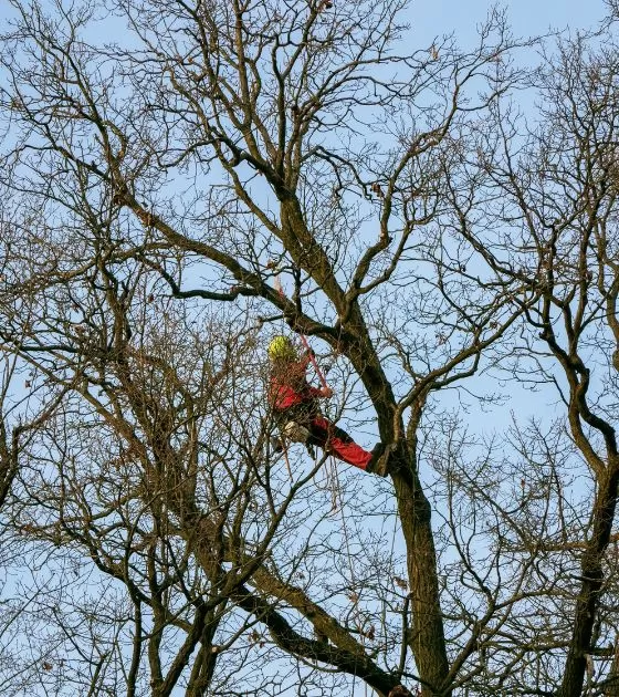 Tree Services in Avery County, NC 3